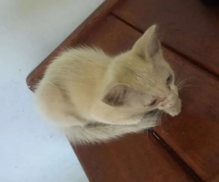 Gato ra a  idade Abaixo de 2 meses nome Sem nome