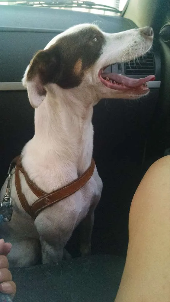 Cachorro ra a SRD idade 2 anos nome Jasmine