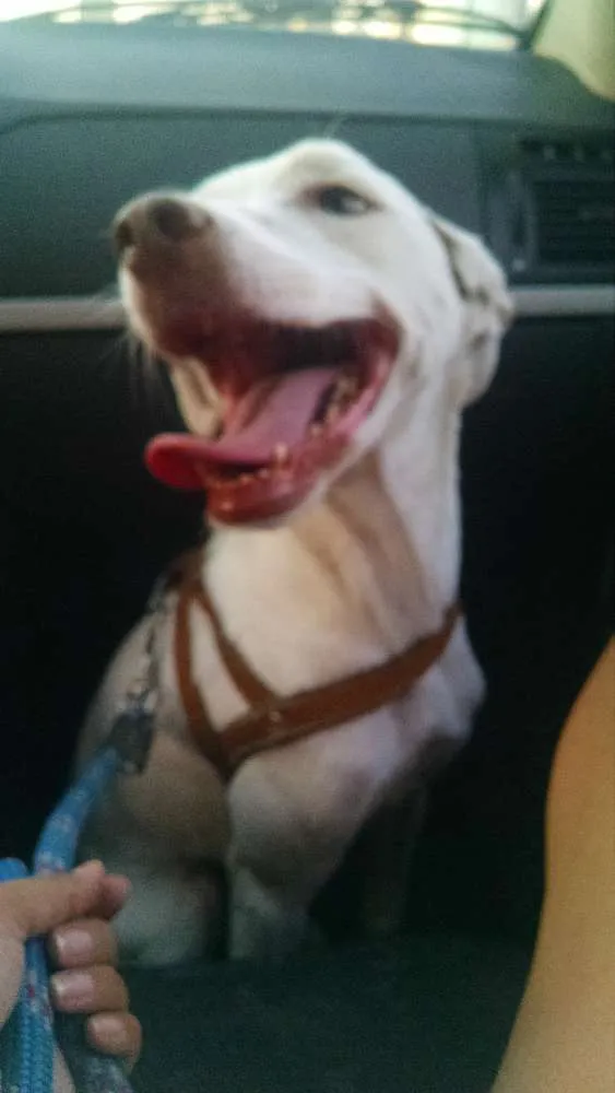 Cachorro ra a SRD idade 2 anos nome Jasmine
