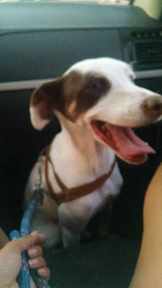 Cachorro ra a SRD idade 2 anos nome Jasmine