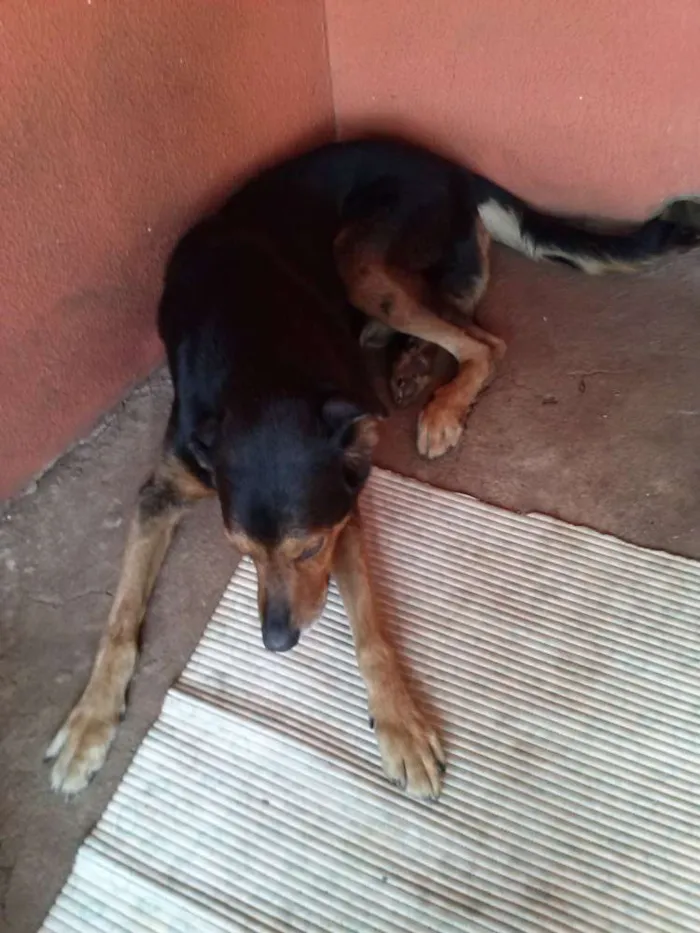 Cachorro ra a Rottweiler idade 2 anos nome Apolo