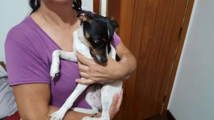Cachorro ra a SRD idade 7 a 11 meses nome Pingo