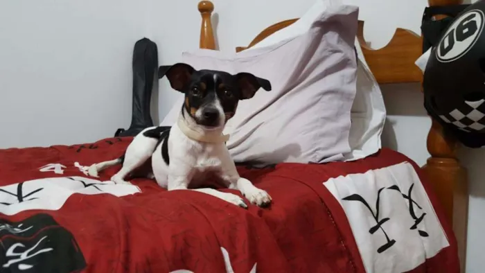Cachorro ra a SRD idade 7 a 11 meses nome Pingo