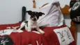 Pingo