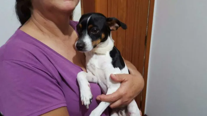 Cachorro ra a SRD idade 7 a 11 meses nome Pingo