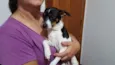 Pingo