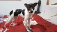 Pingo