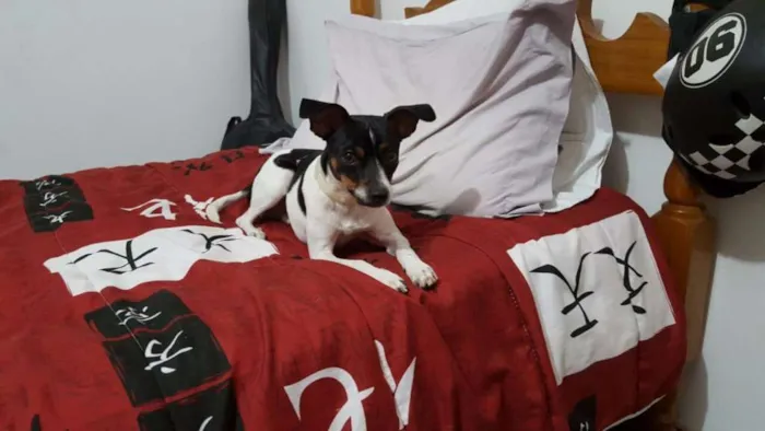 Cachorro ra a SRD idade 7 a 11 meses nome Pingo