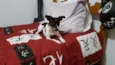Pingo