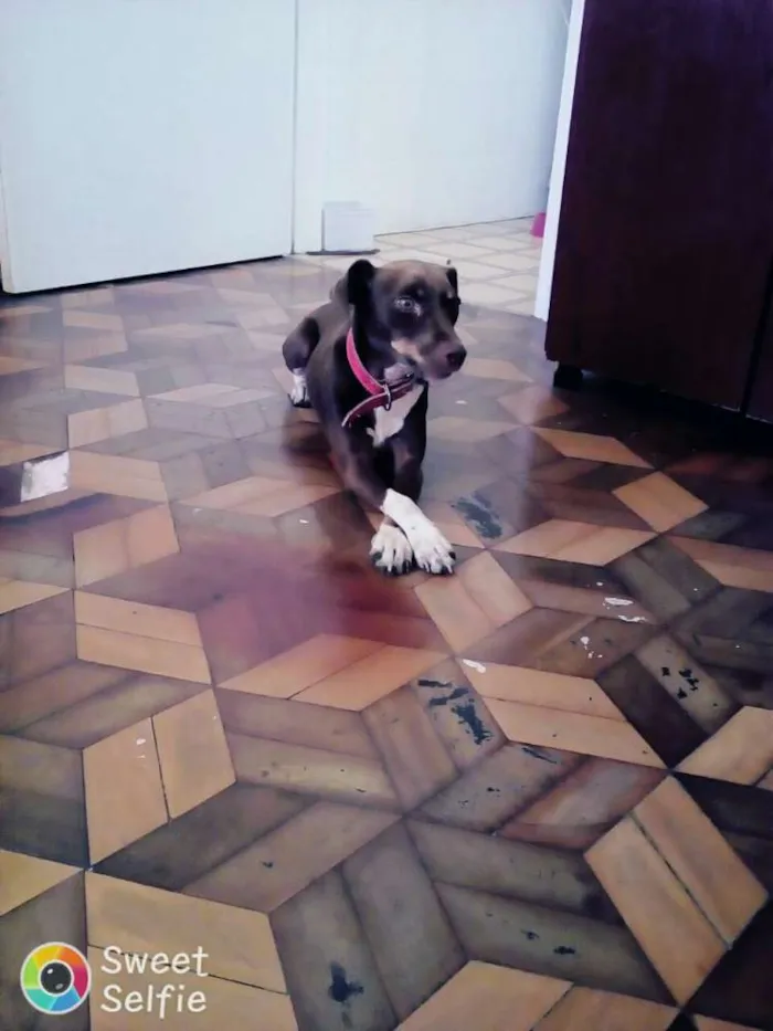 Cachorro ra a Pitbull com viralata idade 1 ano nome jadi