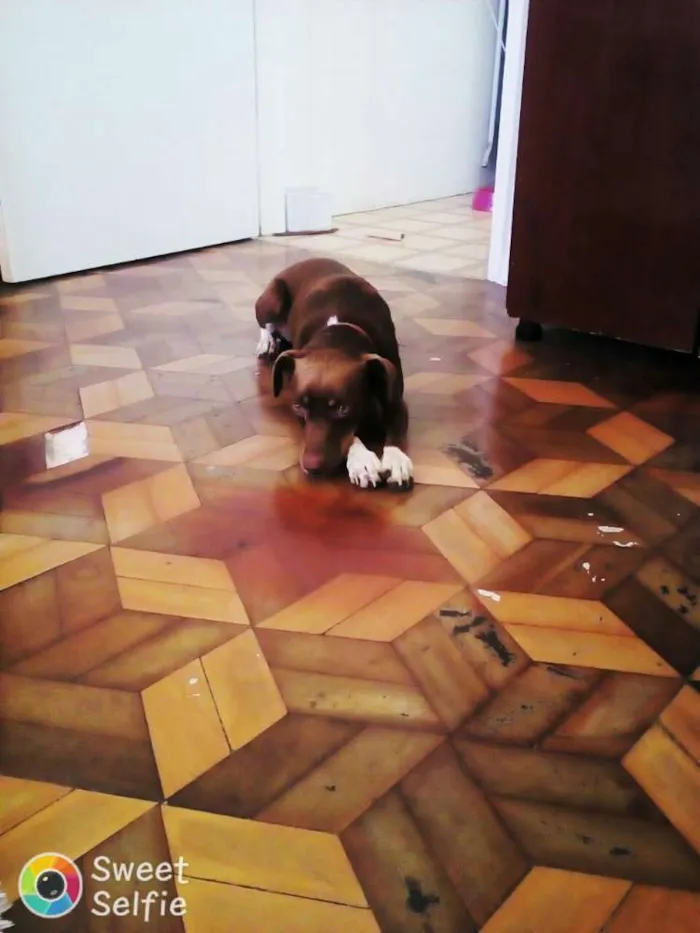 Cachorro ra a Pitbull com viralata idade 1 ano nome jadi
