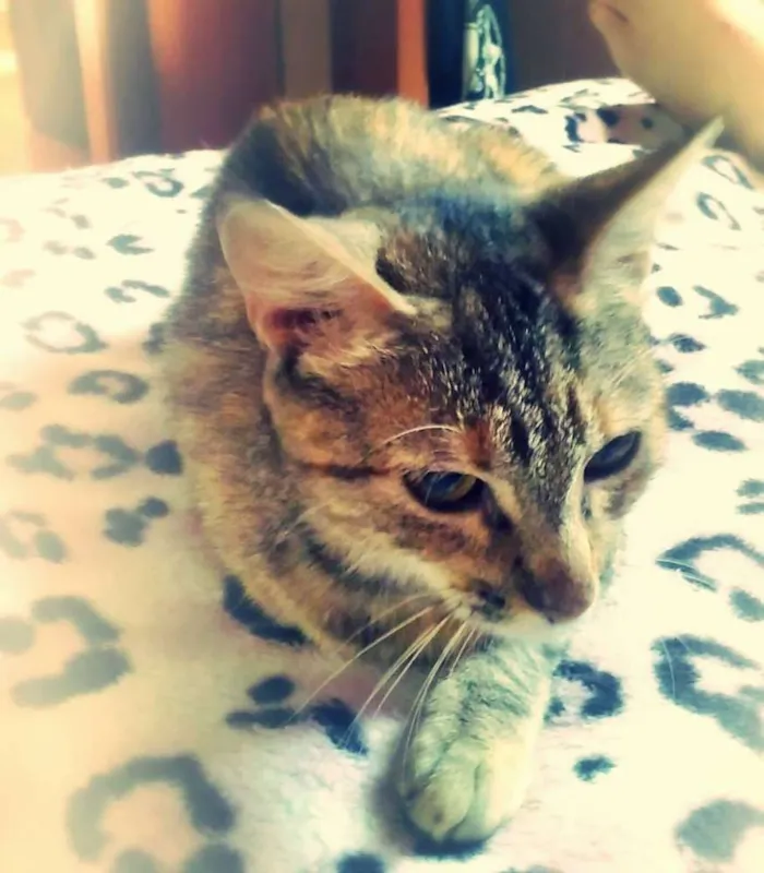 Gato ra a sem raça idade 1 ano nome Vitória