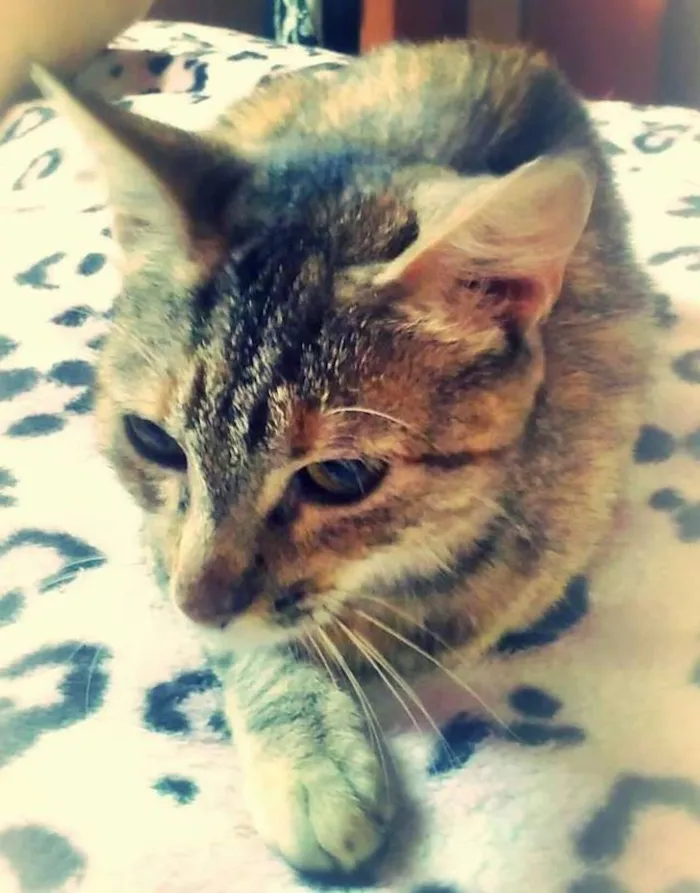 Gato ra a sem raça idade 1 ano nome Vitória