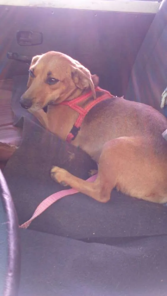Cachorro ra a SRD idade 1 ano nome Molly