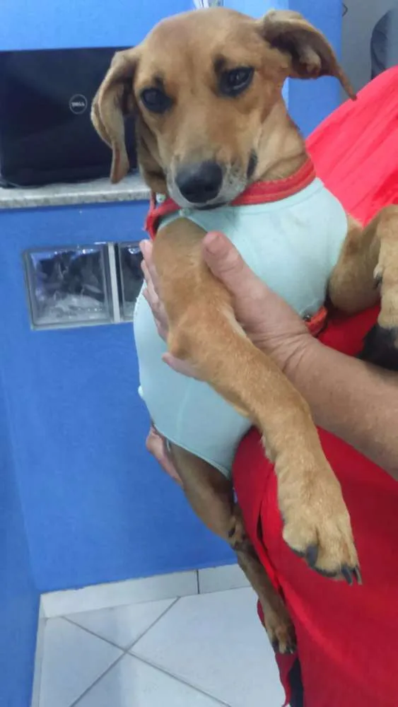 Cachorro ra a SRD idade 1 ano nome Molly