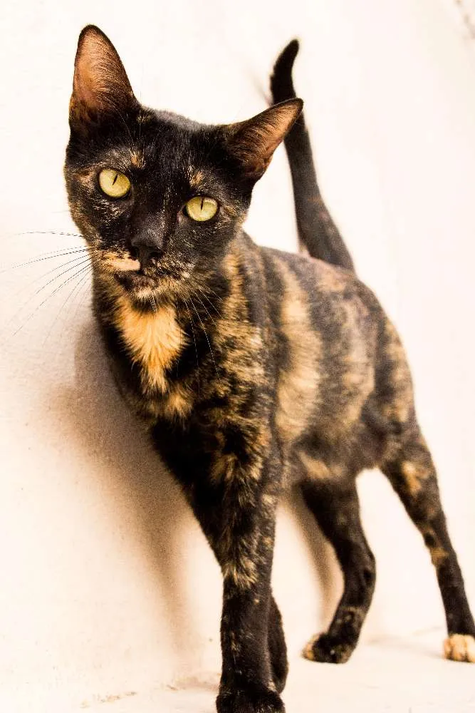 Gato ra a SRD idade 3 anos nome Andrômeda