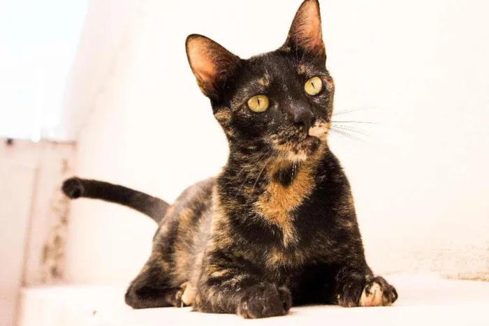 Gato ra a SRD idade 3 anos nome Andrômeda