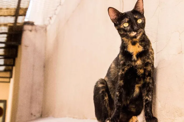 Gato ra a SRD idade 3 anos nome Andrômeda