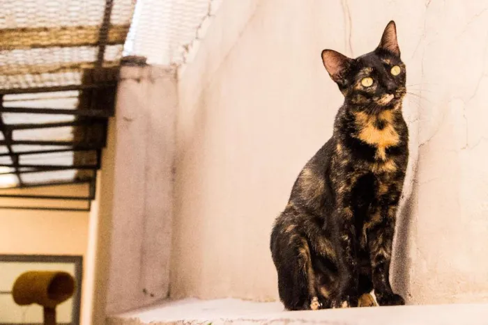 Gato ra a SRD idade 3 anos nome Andrômeda