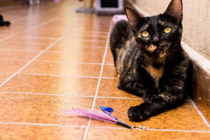 Gato ra a SRD idade 3 anos nome Andrômeda