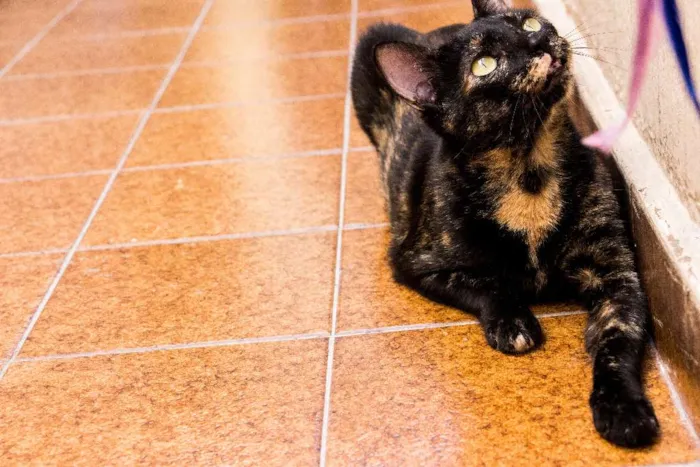 Gato ra a SRD idade 3 anos nome Andrômeda