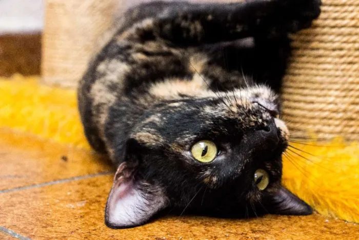 Gato ra a SRD idade 3 anos nome Andrômeda
