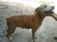 Margarida