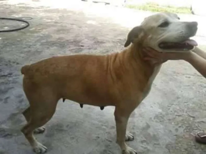 Cachorro ra a SRD idade 6 ou mais anos nome Margarida