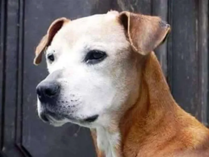 Cachorro ra a SRD idade 6 ou mais anos nome Margarida