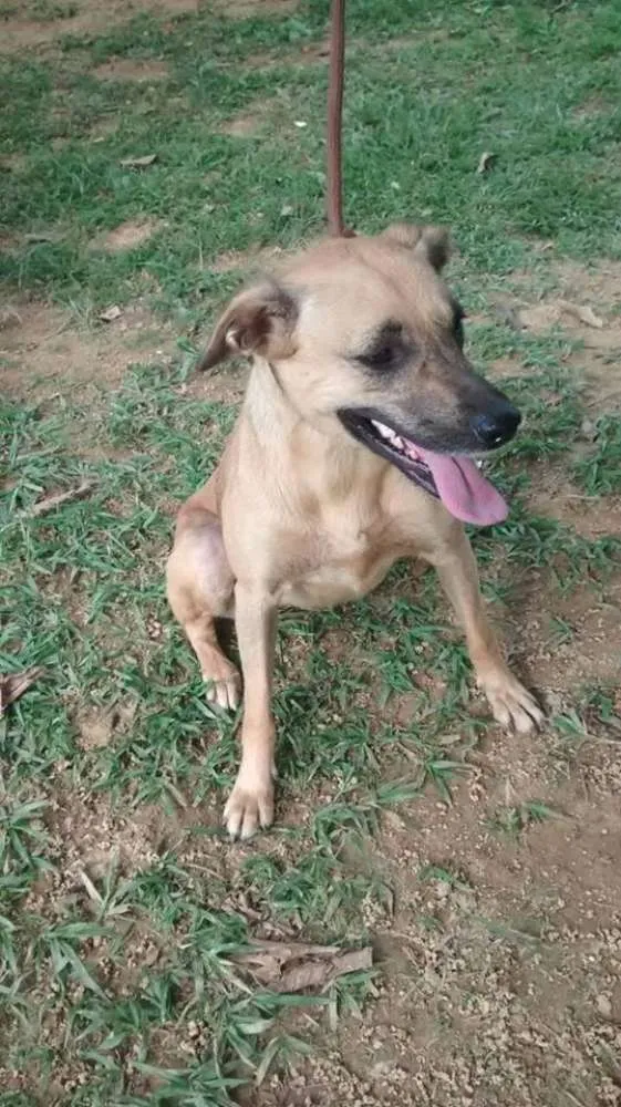 Cachorro ra a SRD idade 3 anos nome Dhara e Nick (adoçã