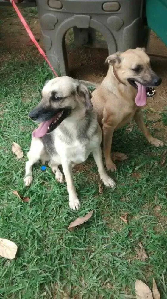 Cachorro ra a SRD idade 3 anos nome Dhara e Nick (adoçã