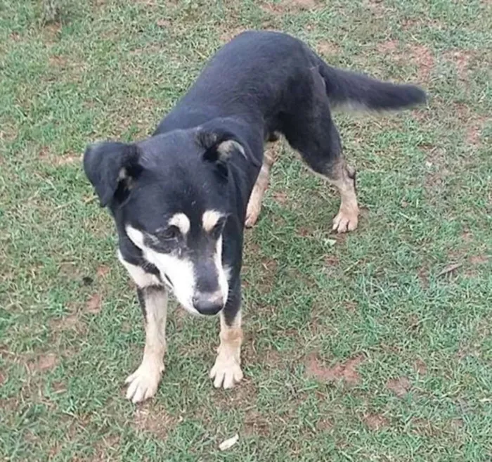 Cachorro ra a SRD idade 1 ano nome Valente