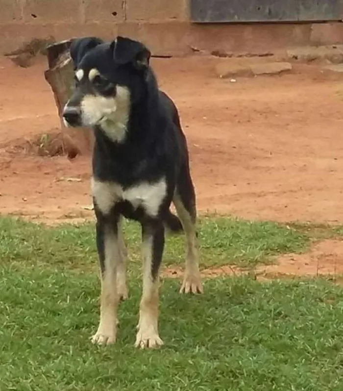 Cachorro ra a SRD idade 1 ano nome Valente