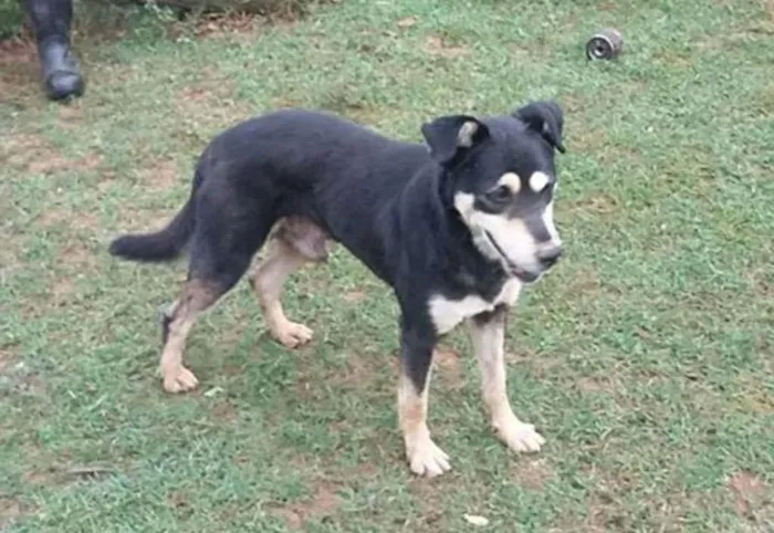 Cachorro ra a SRD idade 1 ano nome Valente