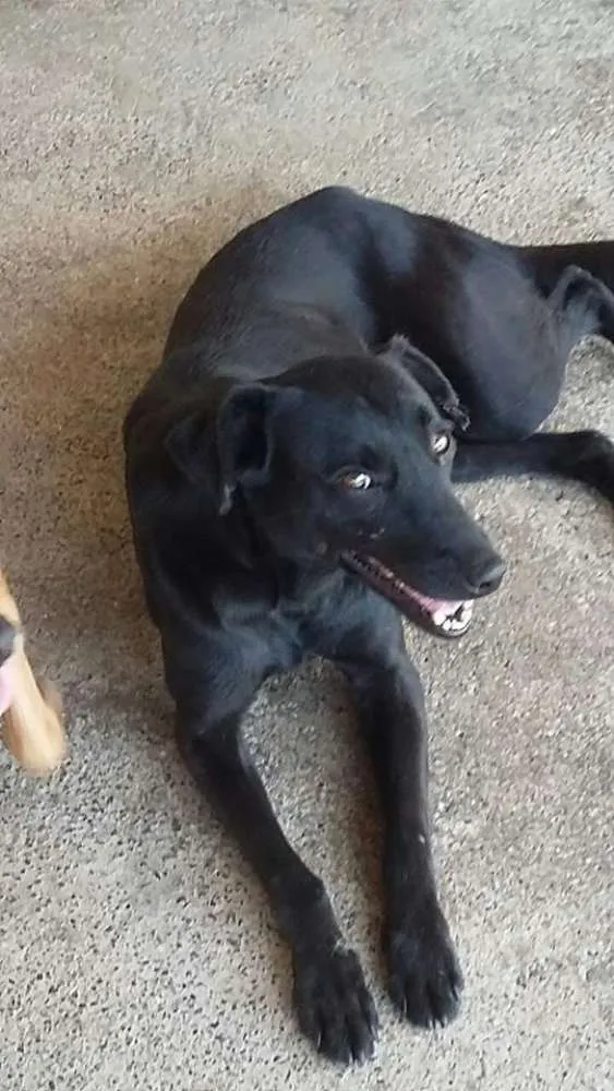 Cachorro raça SRD idade 3 anos nome Vitor