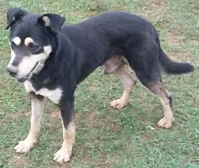 Cachorro ra a SRD idade 1 ano nome Valente