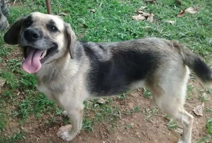Cachorro ra a SRD idade 3 anos nome Dhara e Nick (adoçã