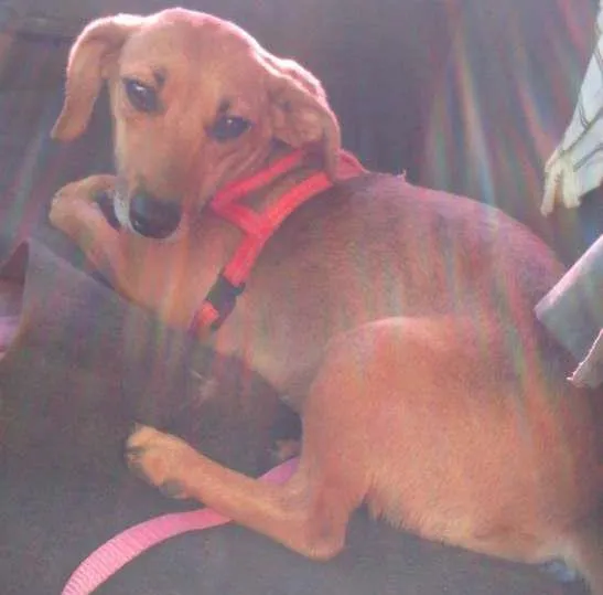 Cachorro ra a SRD idade 1 ano nome Molly