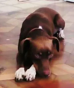 Cachorro ra a Pitbull com viralata idade 1 ano nome jadi