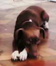 jadi