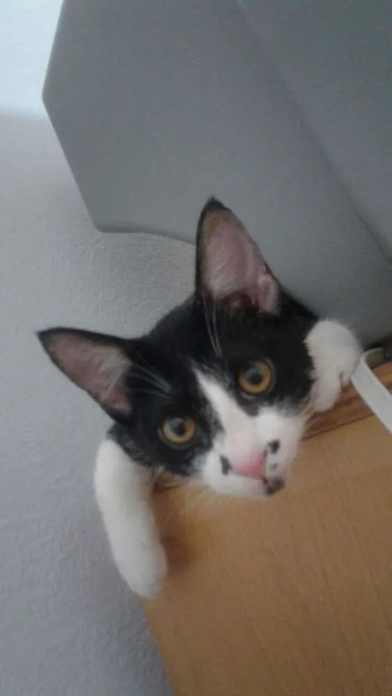 Gato ra a INDEFINIDA idade 2 a 6 meses nome THEO