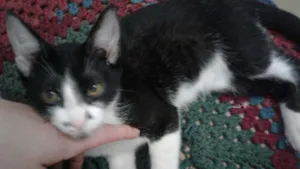 Gato raça INDEFINIDA idade 2 a 6 meses nome THEO