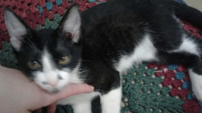 Gato ra a INDEFINIDA idade 2 a 6 meses nome THEO