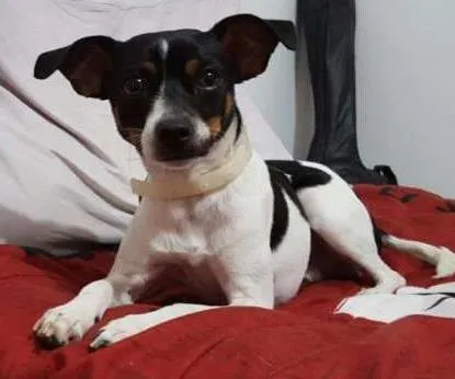 Cachorro ra a SRD idade 7 a 11 meses nome Pingo