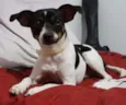 Pingo