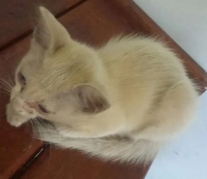 Gato ra a  idade Abaixo de 2 meses nome Sem nome