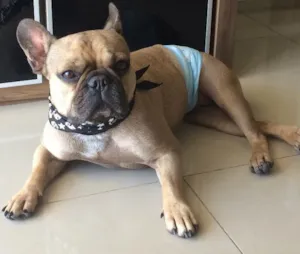 Cachorro raça Bulldog frances idade 3 anos nome Buba