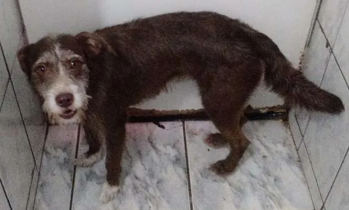 Cachorro ra a dira-lata idade 2 a 6 meses nome nina