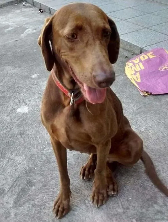 Cachorro ra a Weimaraner idade 7 a 11 meses nome Pandora