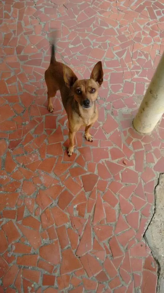 Cachorro ra a Pinscher,  mestiço idade 6 ou mais anos nome Bradock